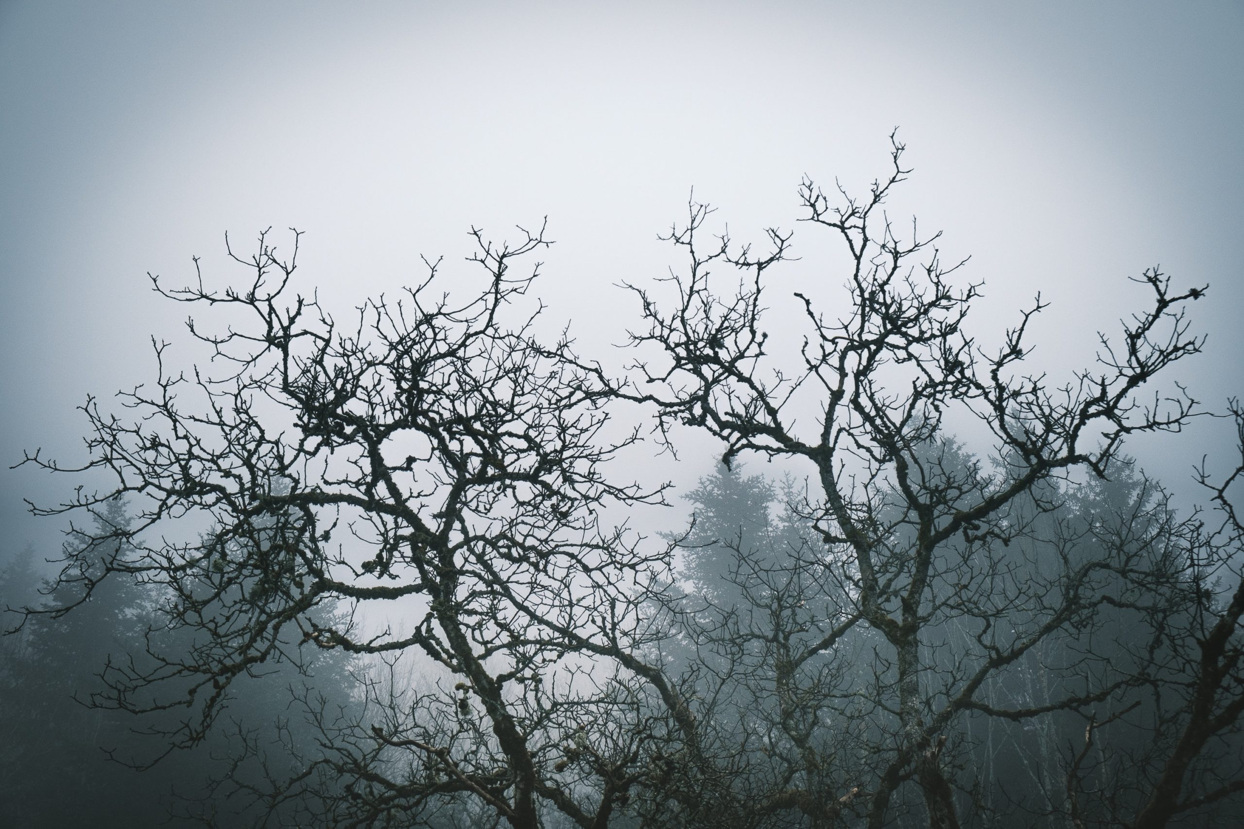 story of The Boyington Oak