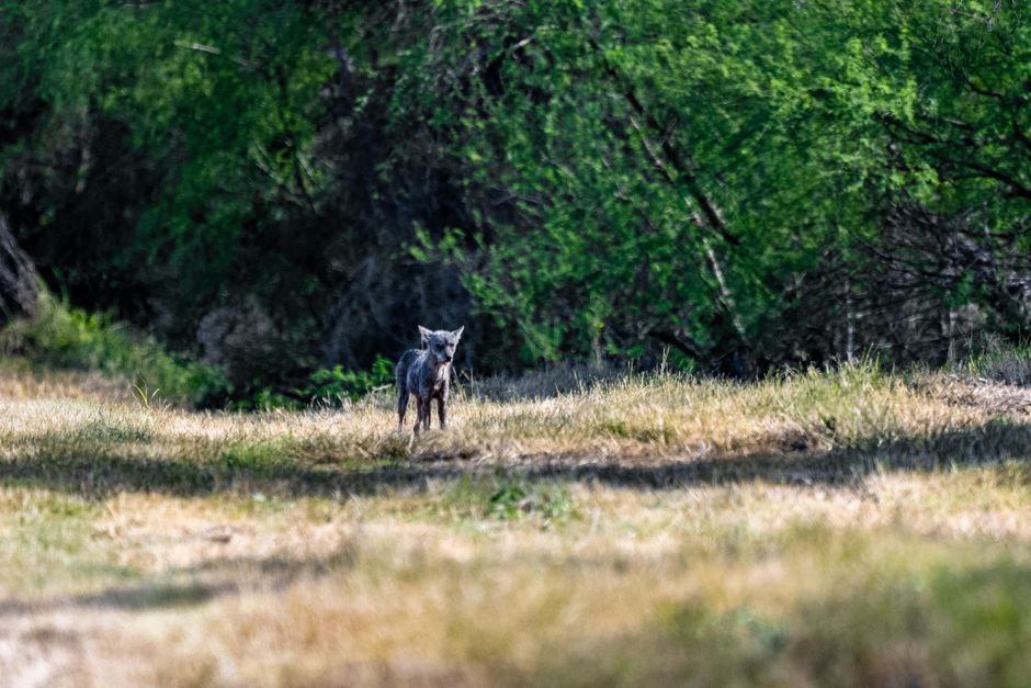 pexels photo 31189748