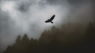 pexels photo 3213357
