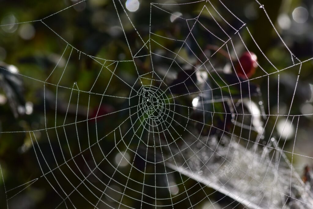 Areop-Enap: The Spider Who Wove Nauru’s World Awake