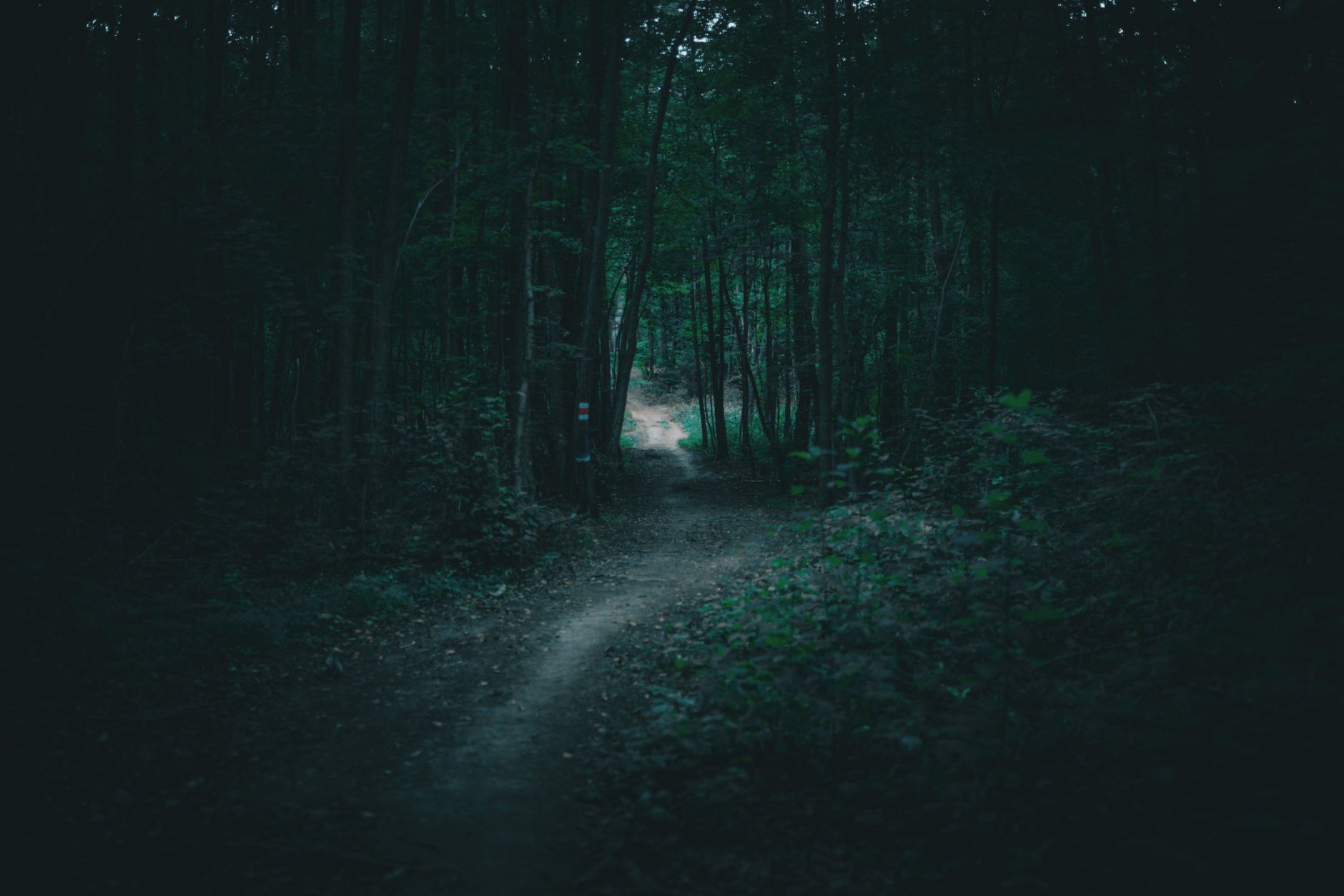 A serene footpath surrounded by dark forest trees under twilight, creating a mystical atmosphere.