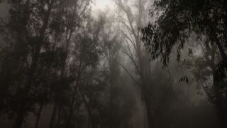 boruta poland forest devil leczyca castle photo