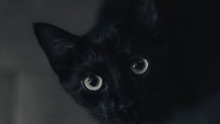 cartoon cat trevor henderson monster photo