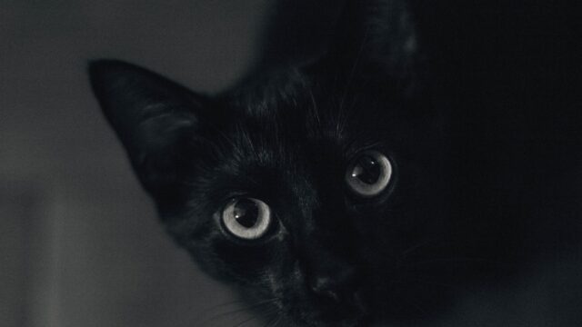 cartoon cat trevor henderson monster photo