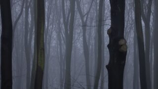 cwn annwn welsh hounds of the otherworld photo