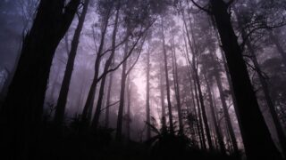 dow hill kurseong india haunted forest photo