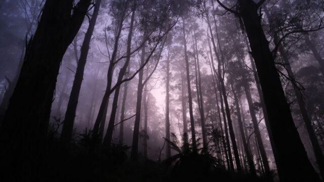 dow hill kurseong india haunted forest photo