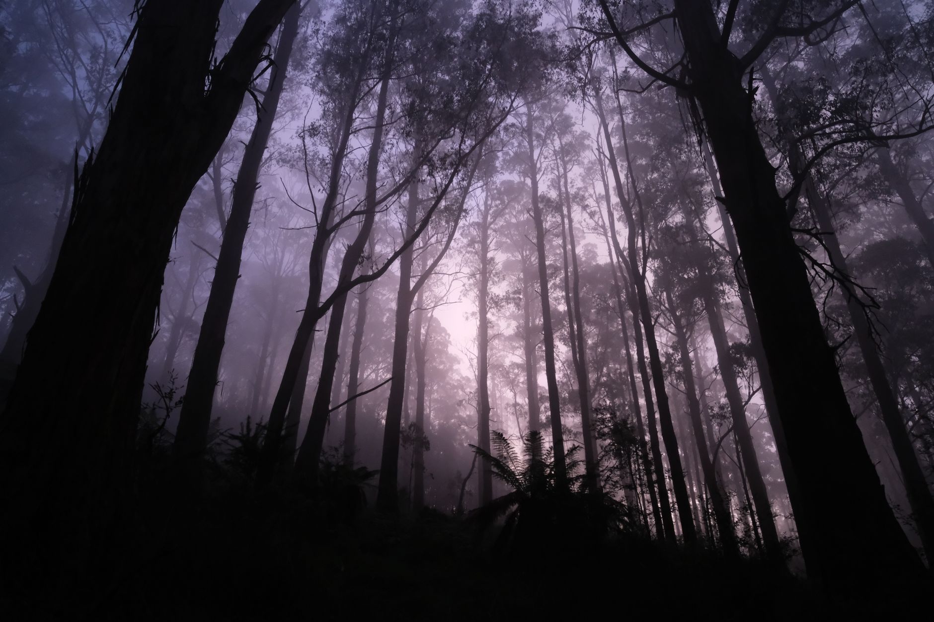 dow hill kurseong india haunted forest photo