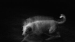el cadejo honduras guardian spirit dog photo