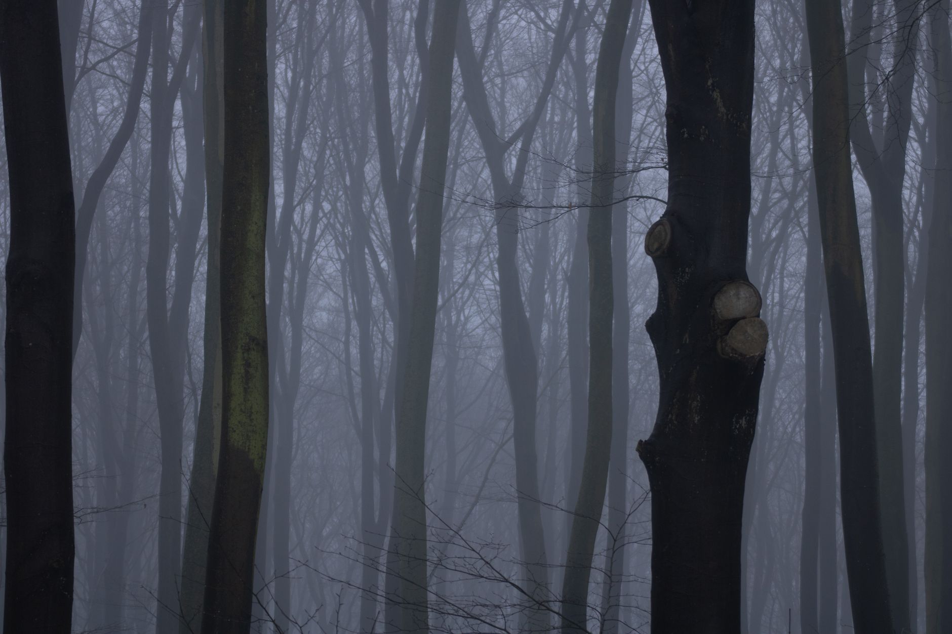 Mysterious forest scene with tall tree trunks shrouded in mist and fog.