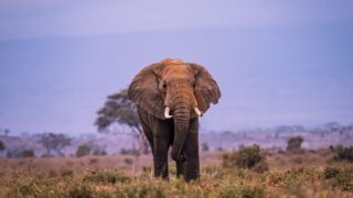 grootslang namibia south africa elephant serpent legend photo