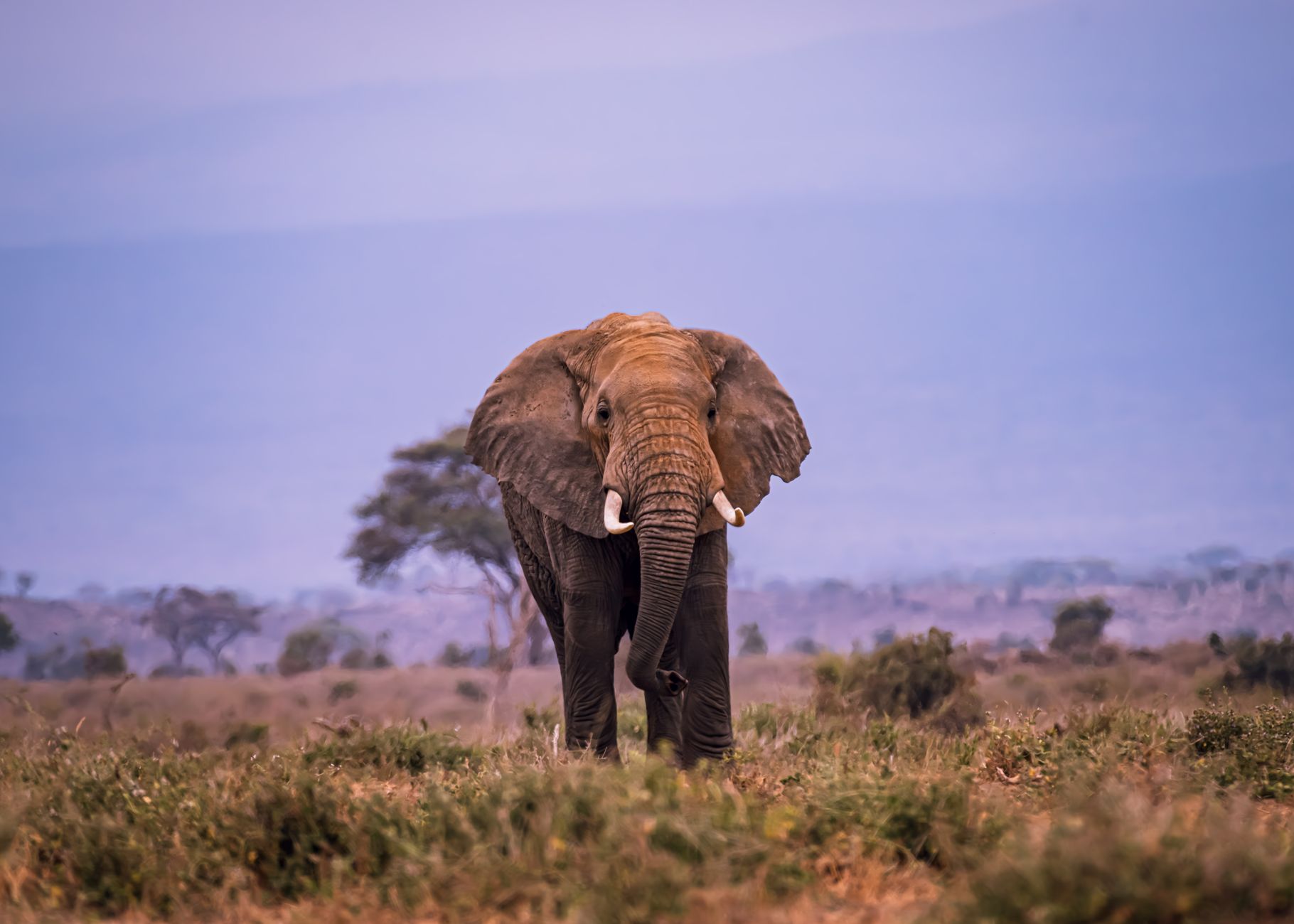grootslang namibia south africa elephant serpent legend photo