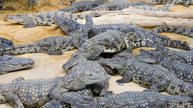 gustave crocodile burundi nile crocodile photo