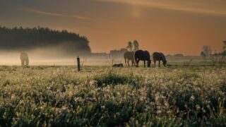 kelpie scottish water horse photo