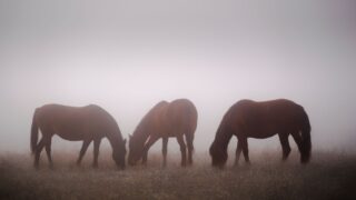 la siguanaba el salvador horse faced woman photo