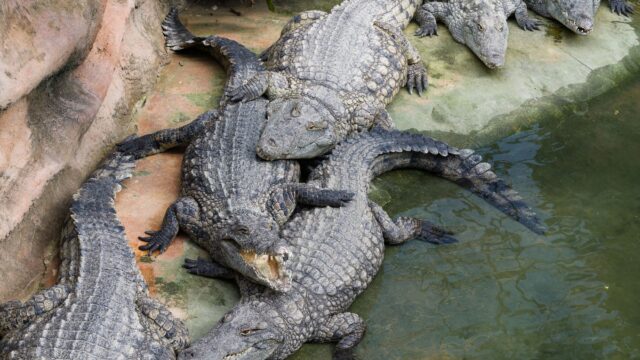lafaek diak timor leste crocodile myth photo
