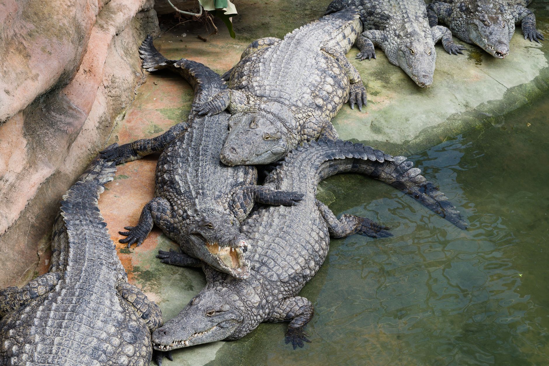 lafaek diak timor leste crocodile myth photo