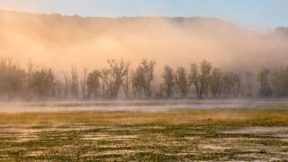lizard man scape ore swamp south carolina photo