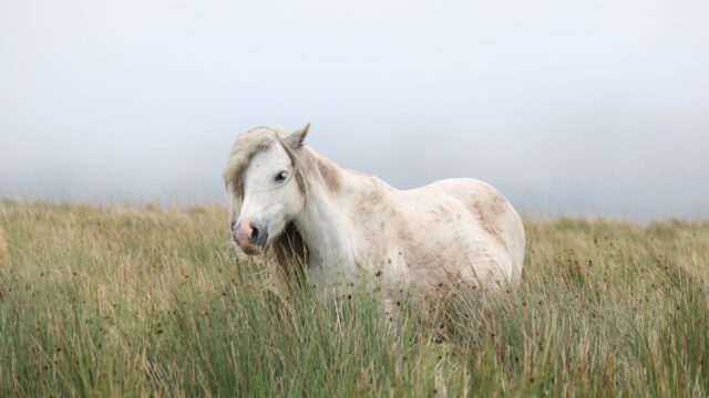 long horse trevor henderson creature photo