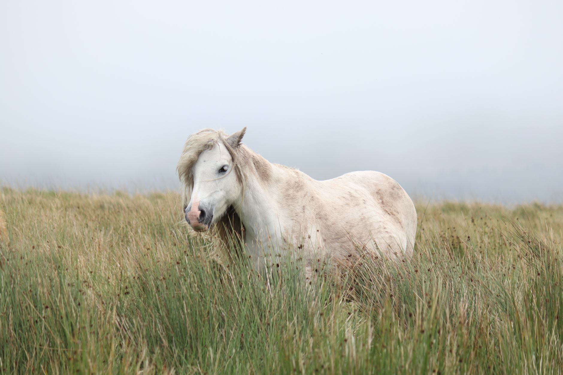long horse trevor henderson creature photo