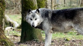 medieval european werewolf trials photo