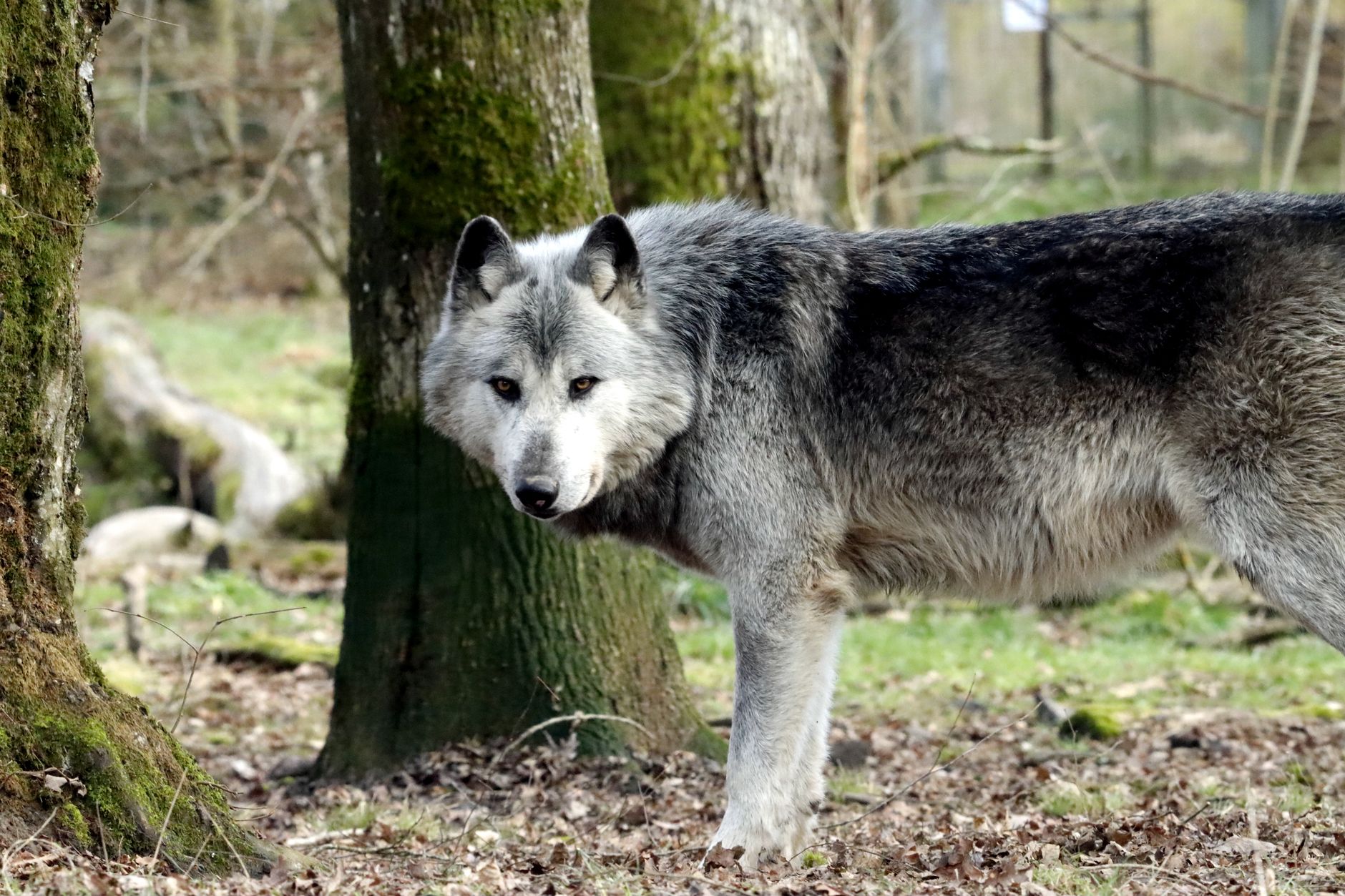 Grey wolf standing cautiously among trees in a forest setting.