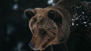 nandi bear kenya cryptid history photo