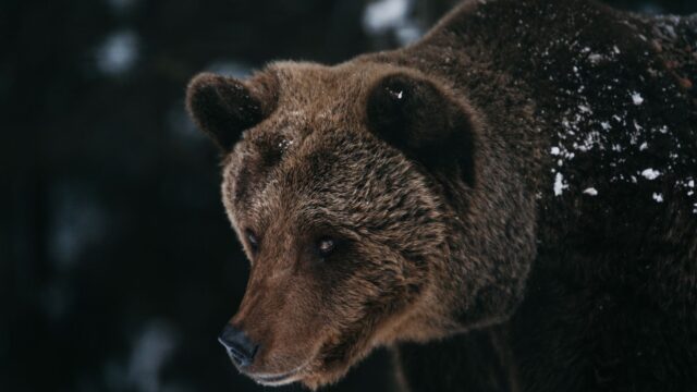 nandi bear kenya cryptid history photo