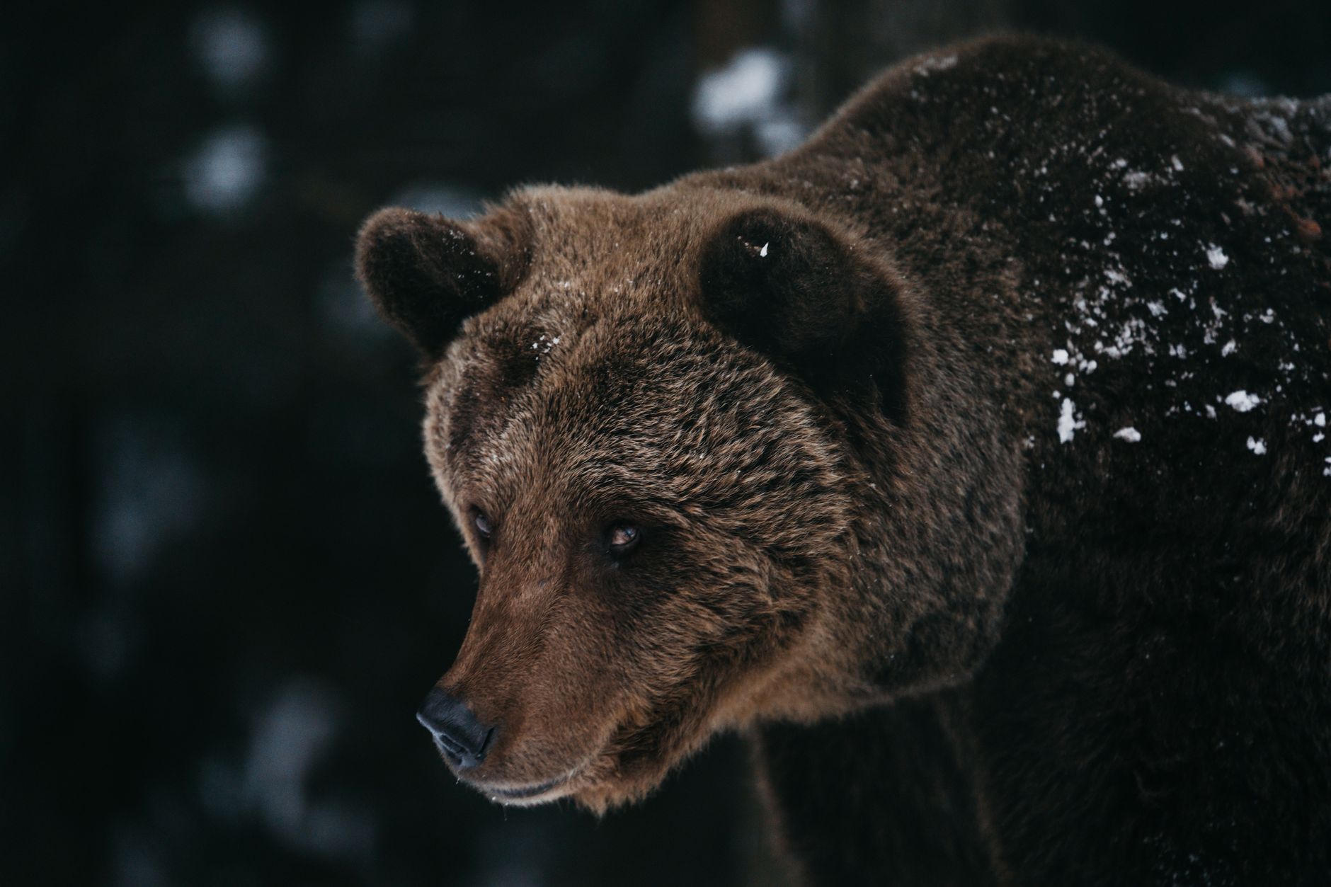 nandi bear kenya cryptid history photo