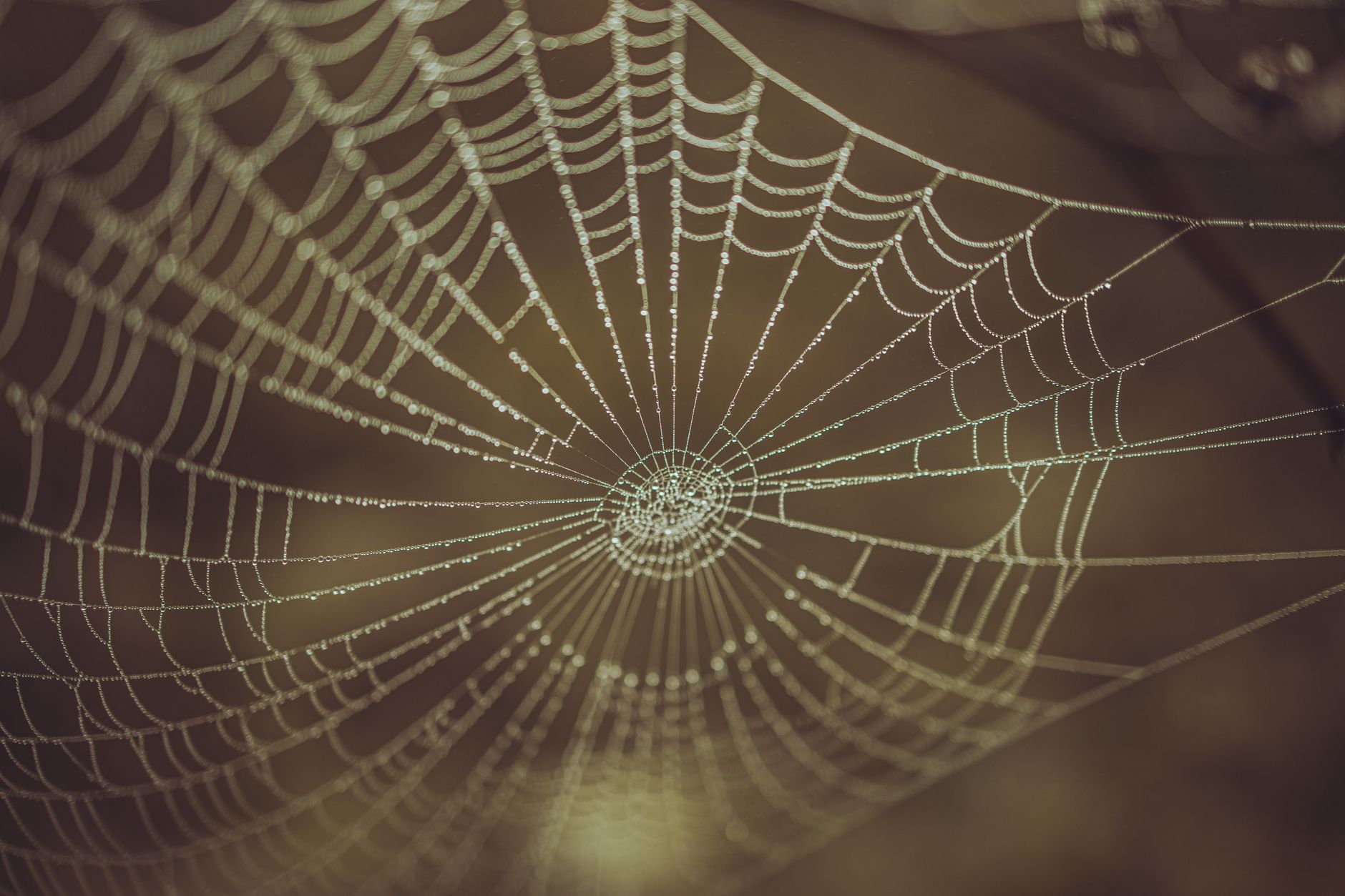 nareau kiribati spider creator god photo