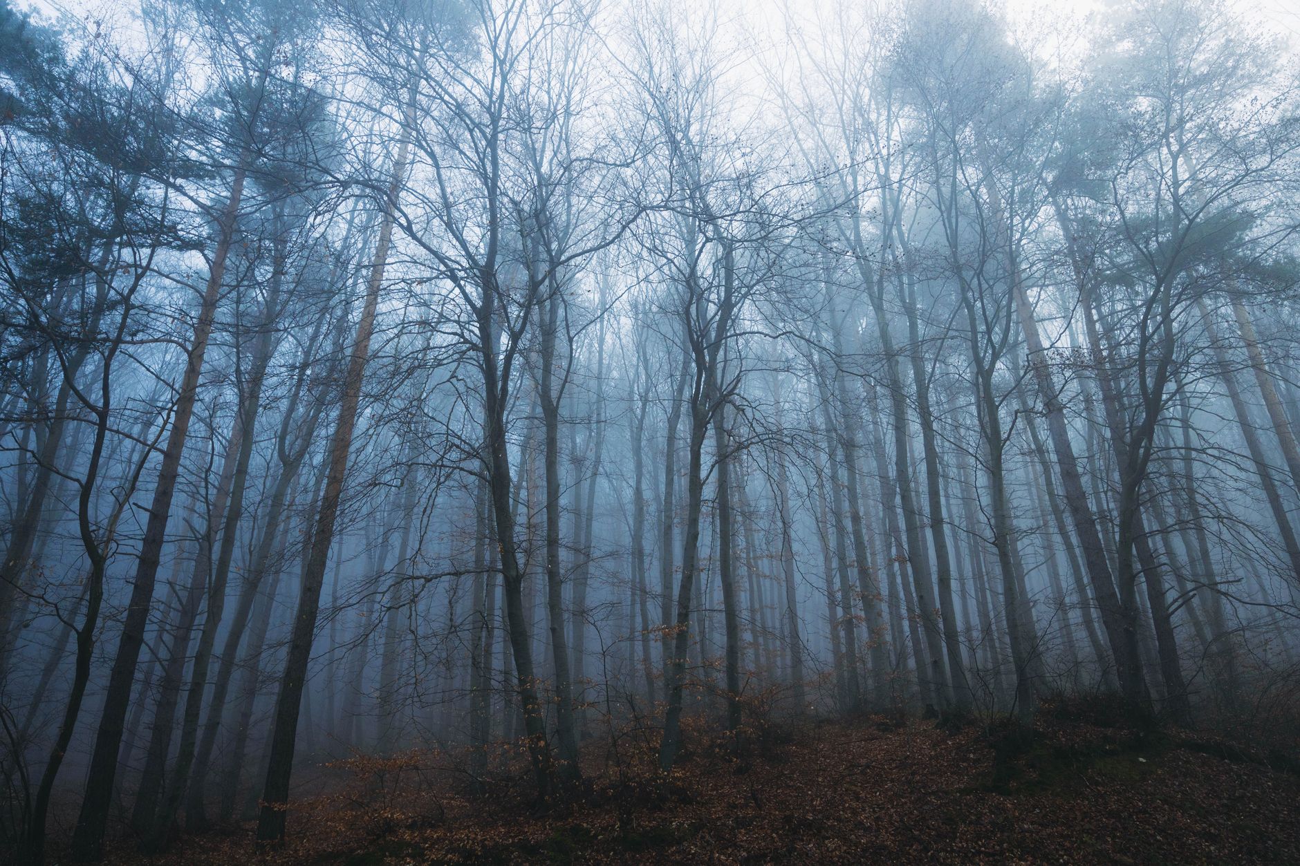 A serene misty forest scene with tall bare trees enveloped in fog, creating a mystical atmosphere.