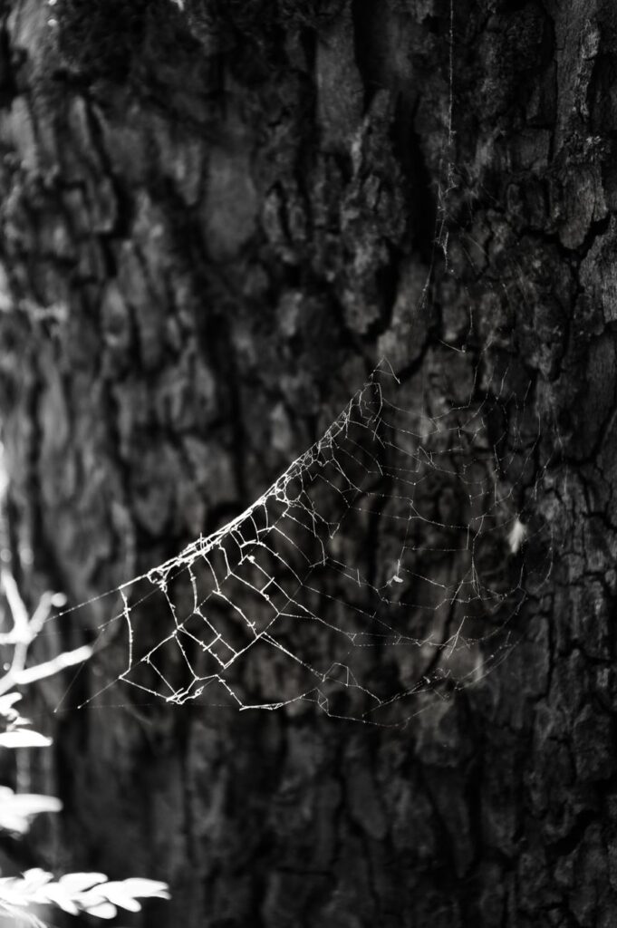 Jorogumo: The True Story Behind Japan’s Spider Woman