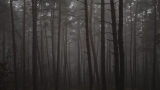 tek ko kui taiwan bamboo ghost photo
