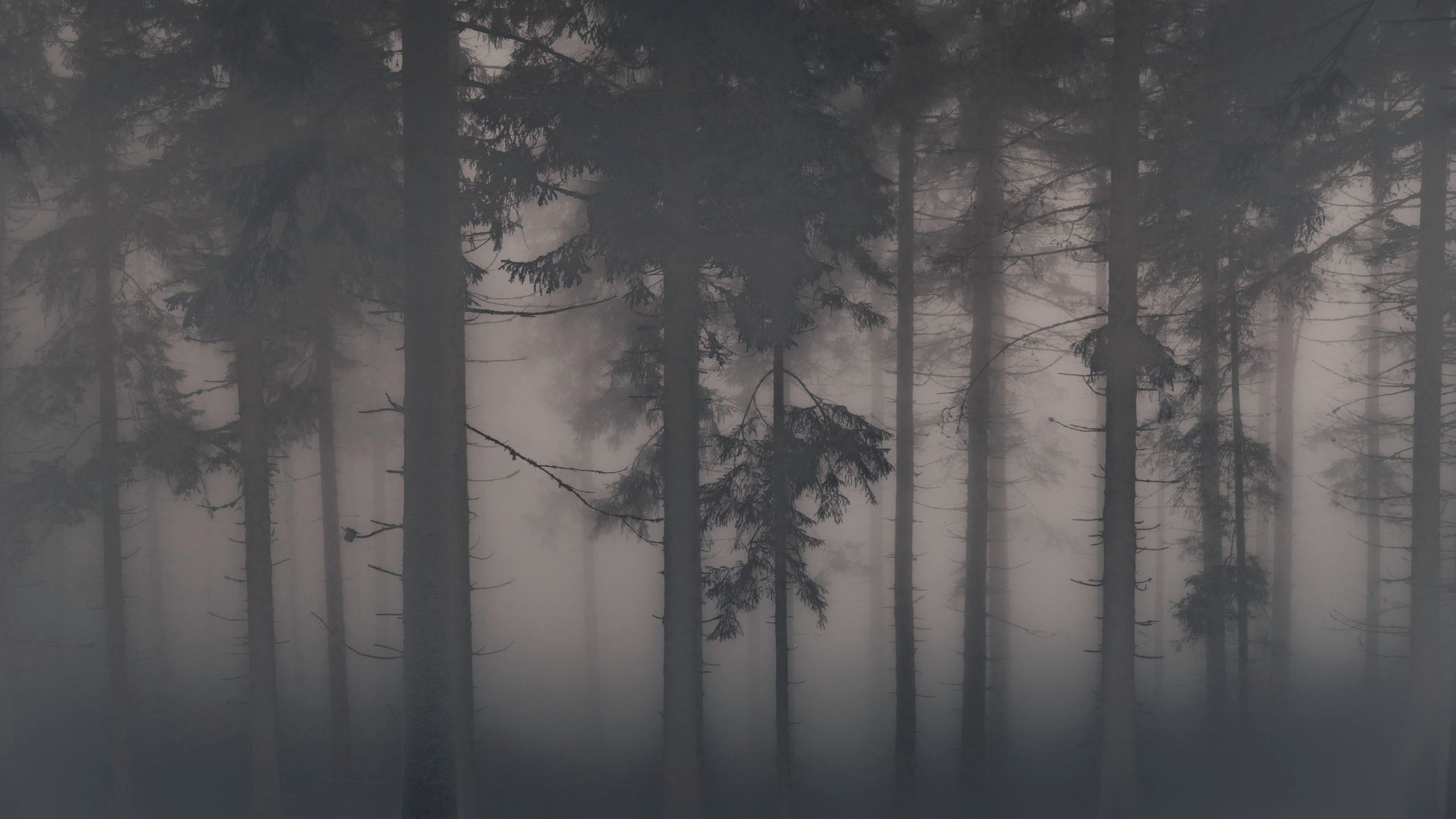 Ethereal view of mist-covered trees in a dense forest, creating a mysterious atmosphere.