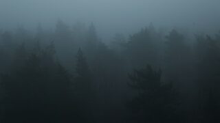 wokulo mali invisible forest dwarf photo