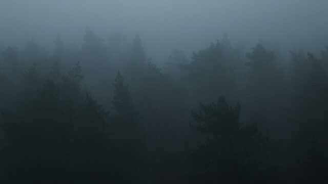 wokulo mali invisible forest dwarf photo