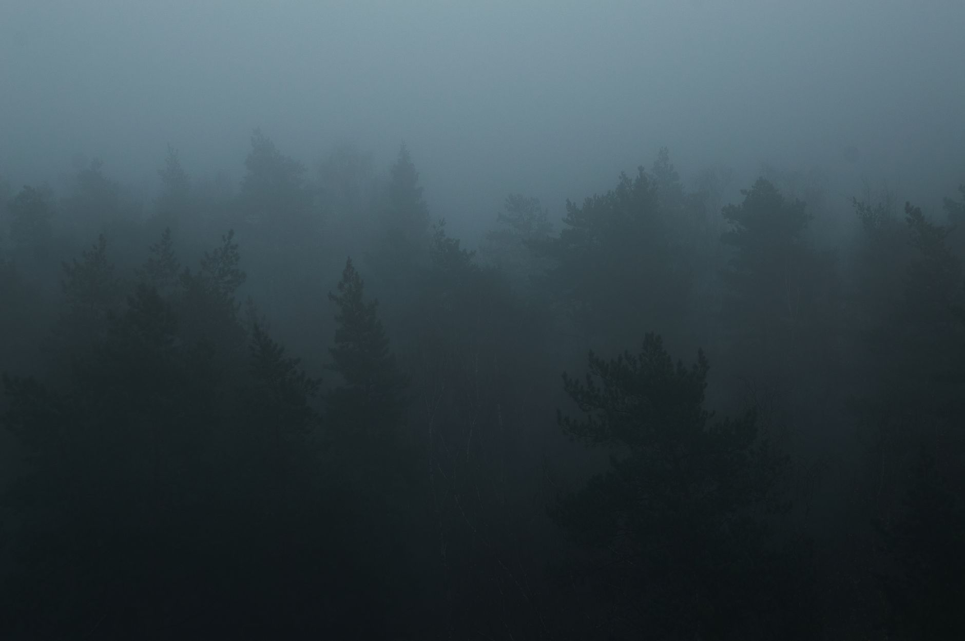 wokulo mali invisible forest dwarf photo