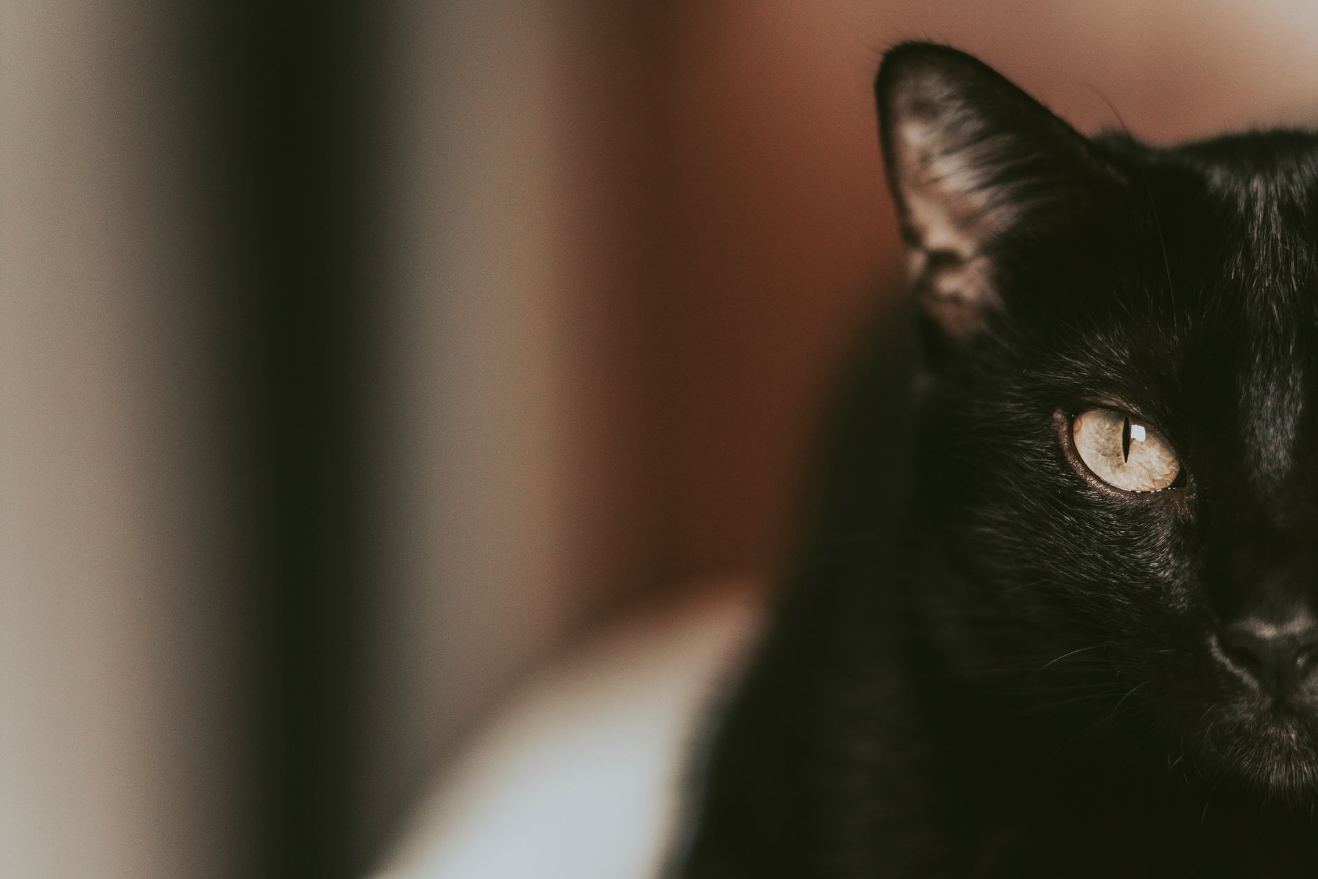 A detailed and atmospheric close-up image of a black cat focusing on its intense and expressive eye.