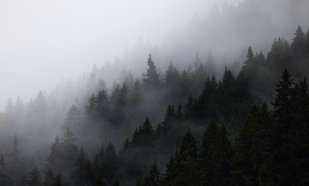 Ali: The Shapeshifting Forest Demon of Georgian Folklore