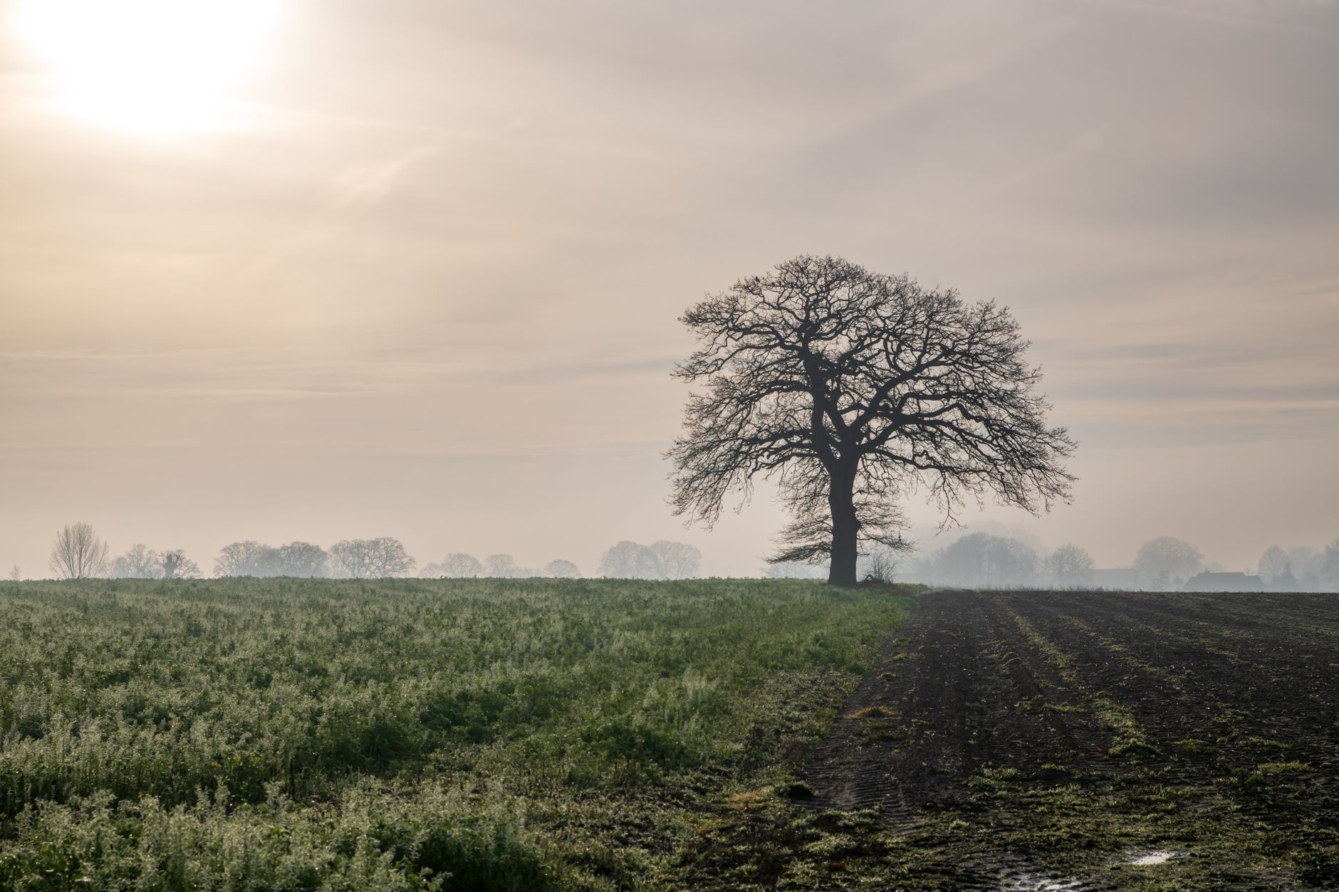 A solitary oak tree stands majestically in a misty field at dawn, highlighting the serene countryside setting.
