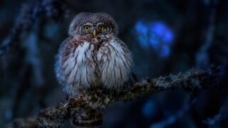 chickcharney andros bahamas owl creature legend photo