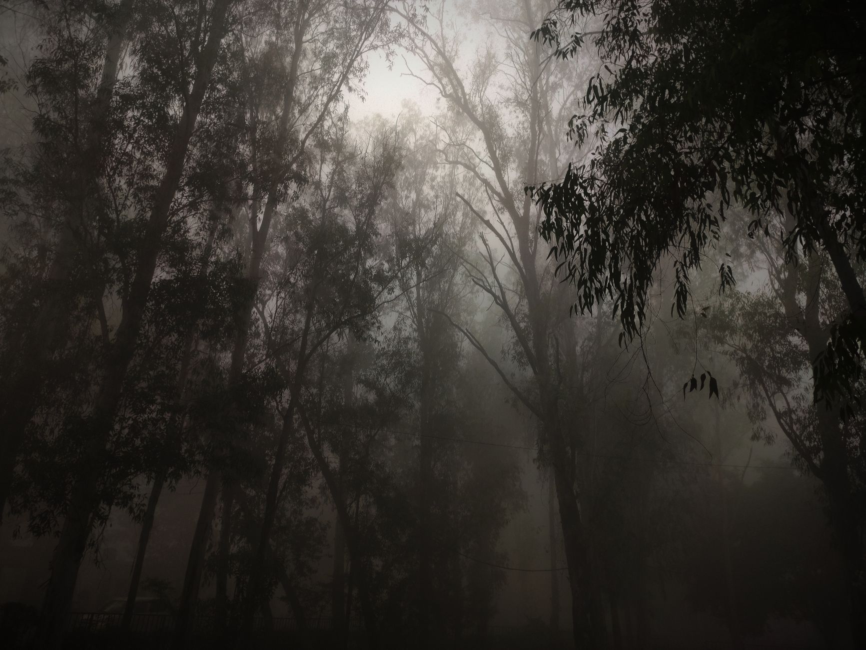 leshy slavic forest spirit legend photo