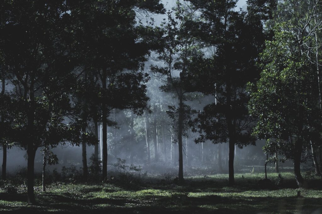 Mmoatia: Ghana’s Backward-Footed Akan Forest Dwarfs