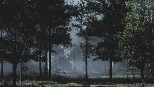 mmoatia ghana akan forest dwarfs legend photo