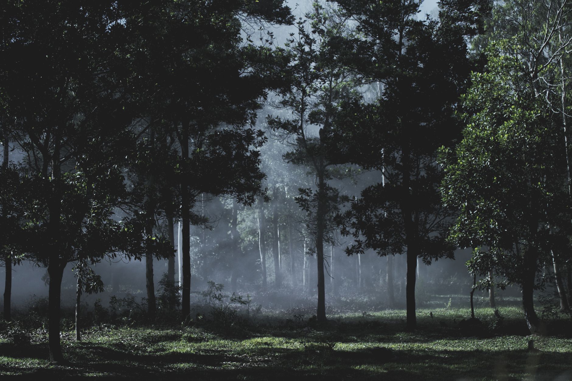 mmoatia ghana akan forest dwarfs legend photo